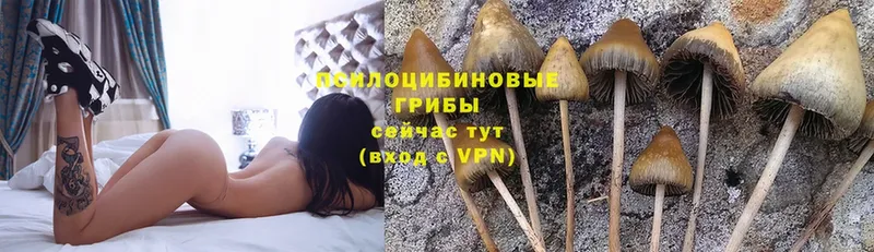 Псилоцибиновые грибы Psilocybe  наркошоп  Большой Камень 